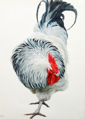 Light Sussex Cockerel