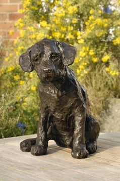 Curiosity (Labrador puppy)